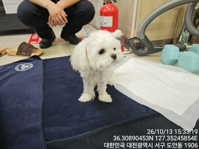보호 중인 말티즈