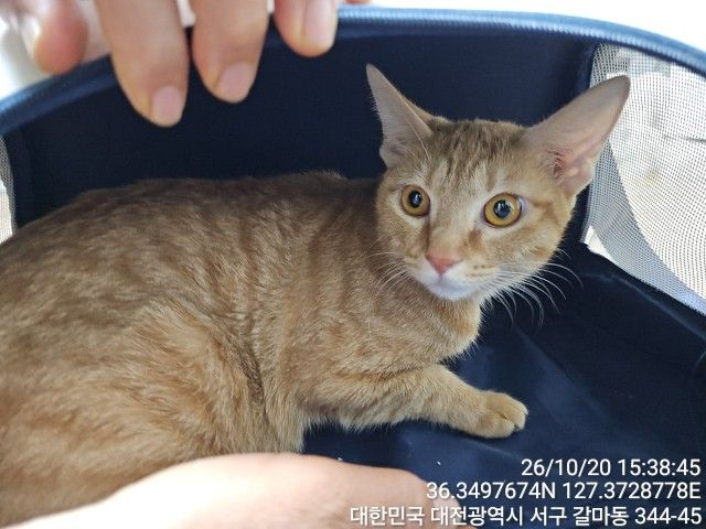 보호 중인 한국 고양이