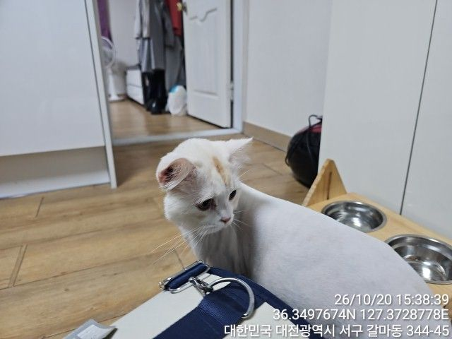 보호 중인 터키시 앙고라