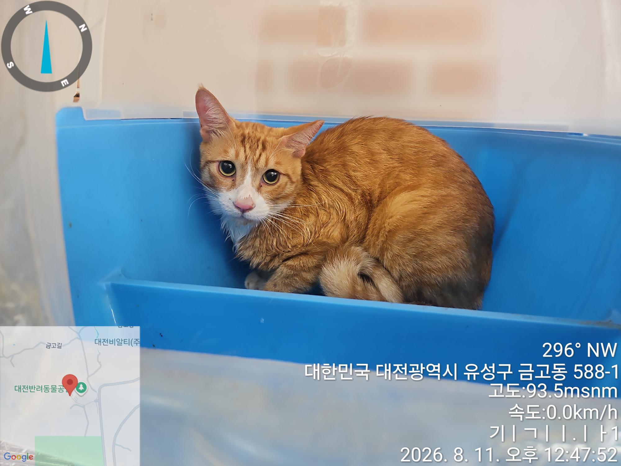 보호 중인 한국 고양이