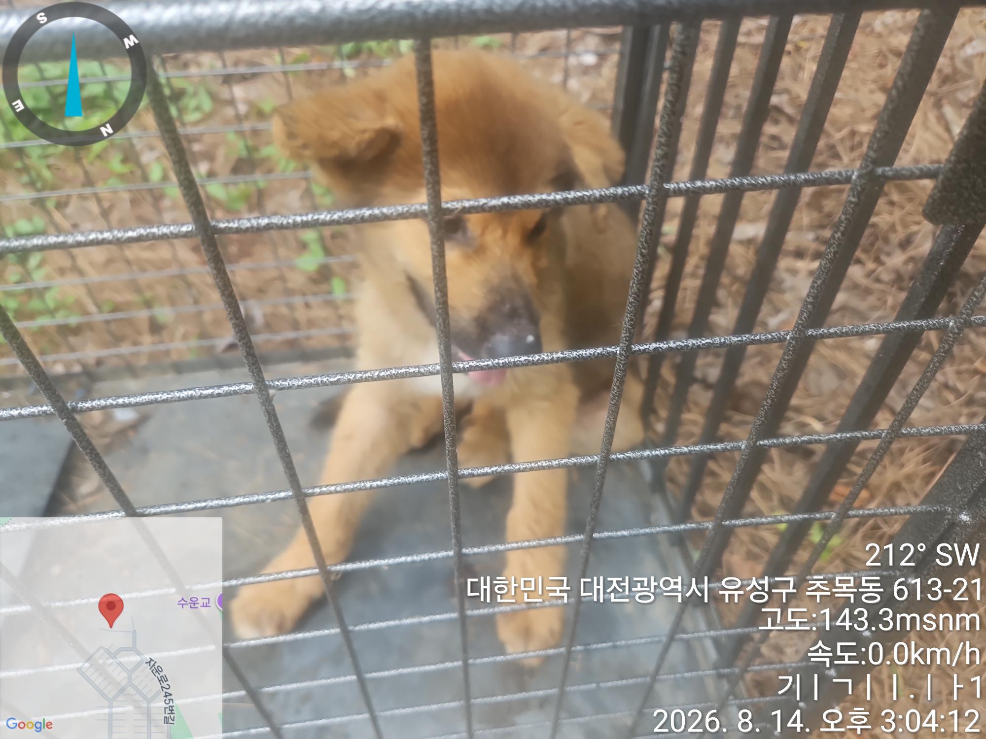 보호 중인 믹스견