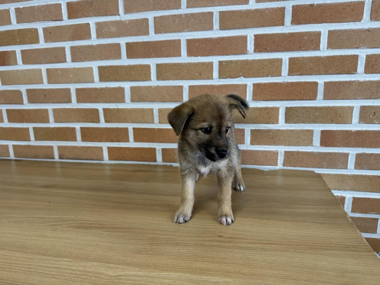 보호 중인 믹스견