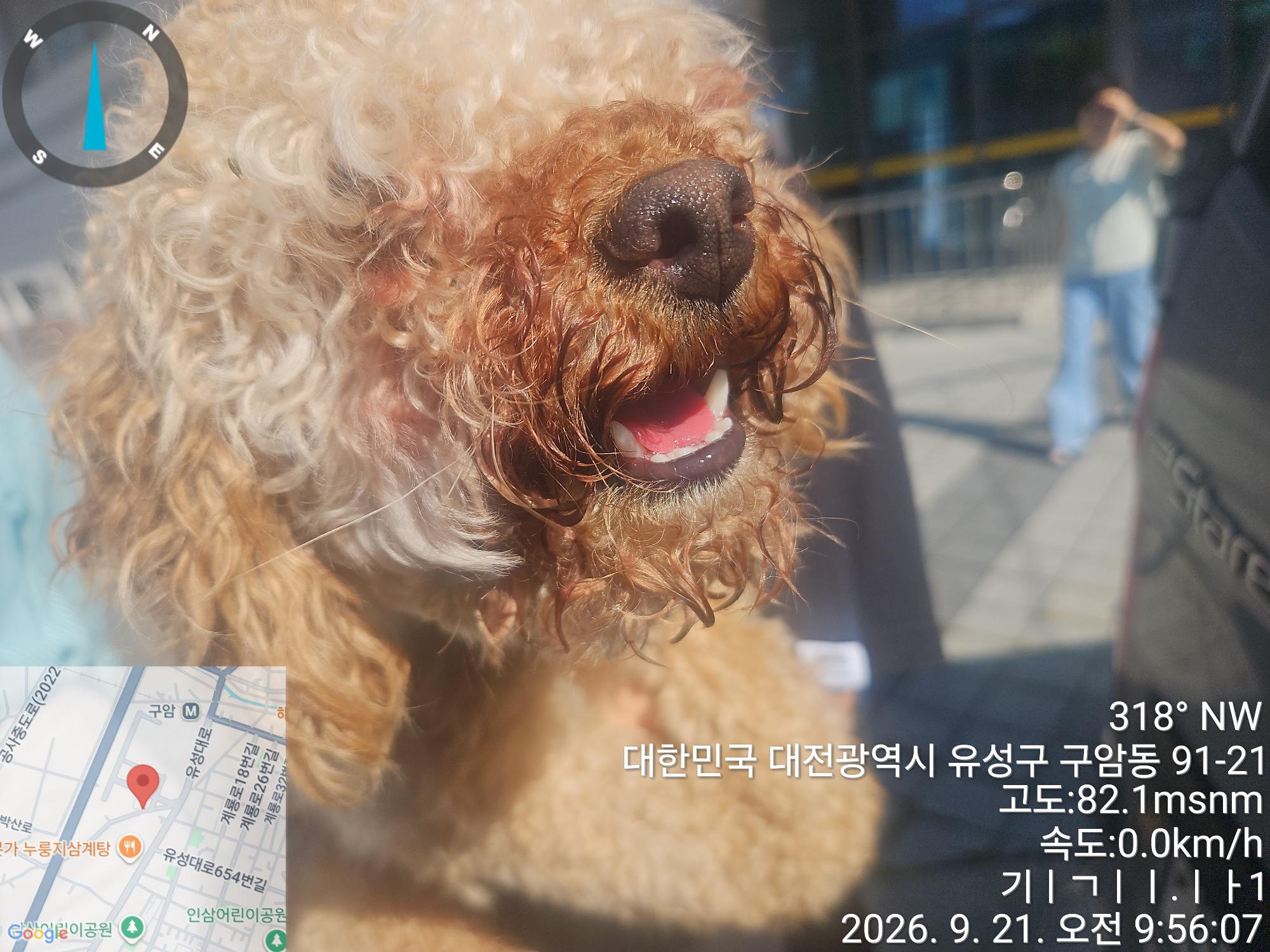 보호 중인 푸들