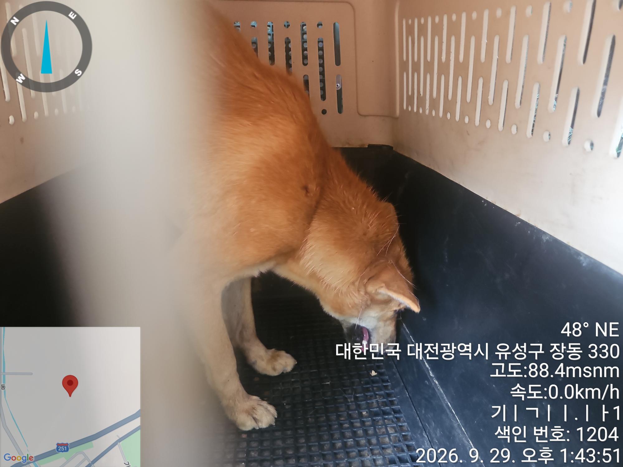 보호 중인 믹스견