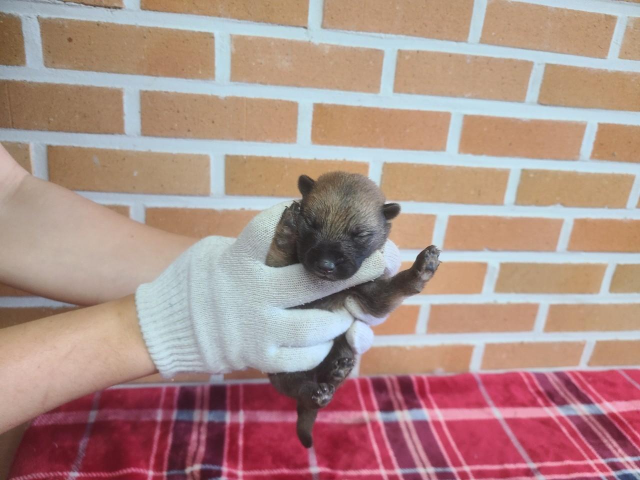 보호 중인 믹스견