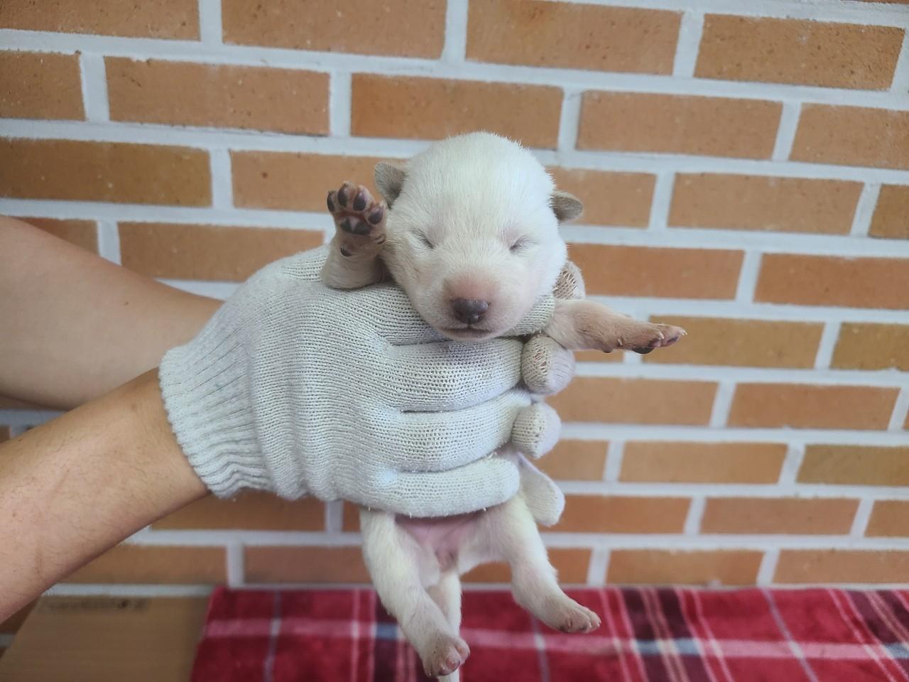 보호 중인 믹스견