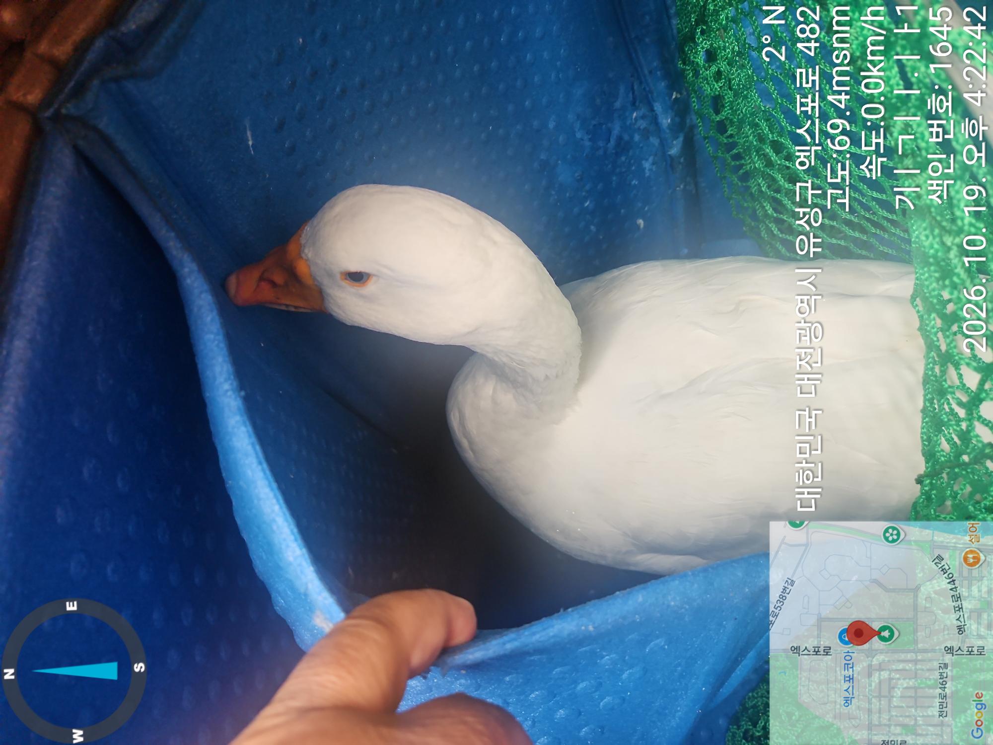 보호 중인 거위