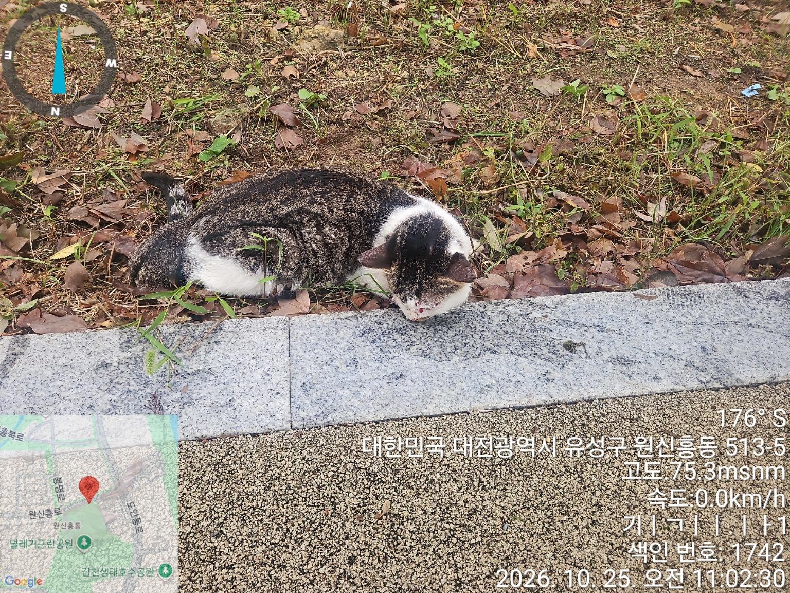 보호 중인 코숏