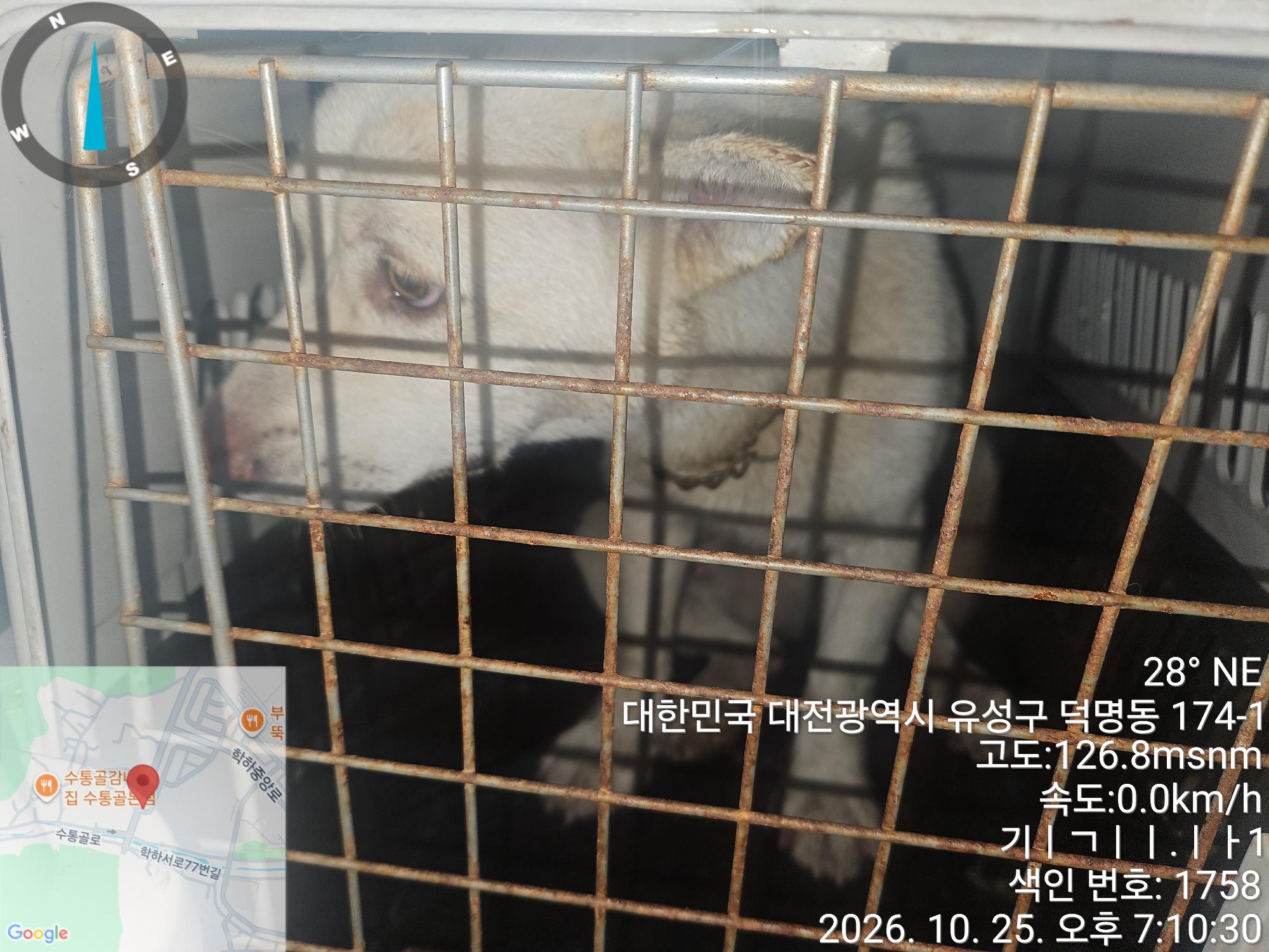 보호 중인 진도견