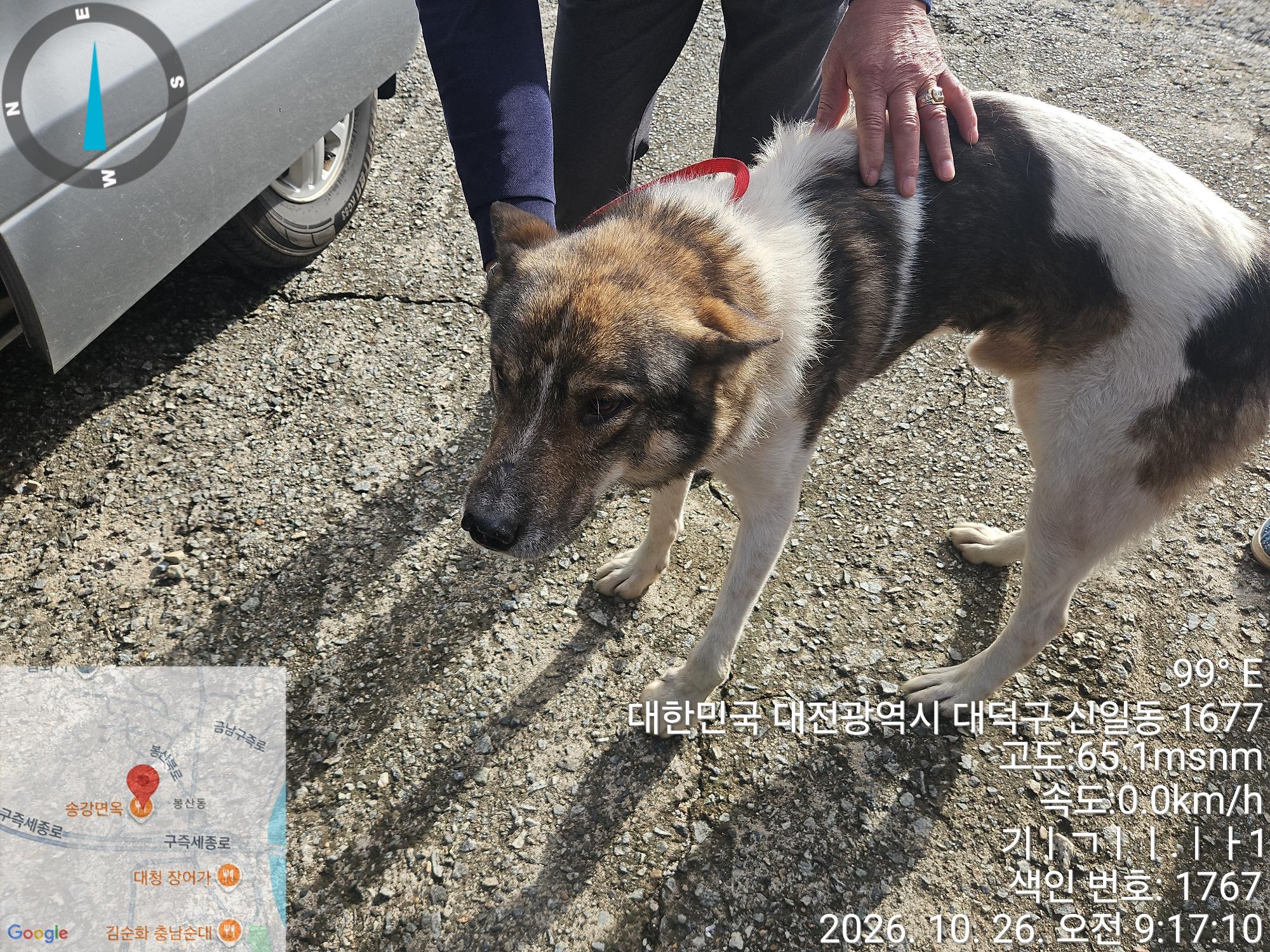 보호 중인 라이카