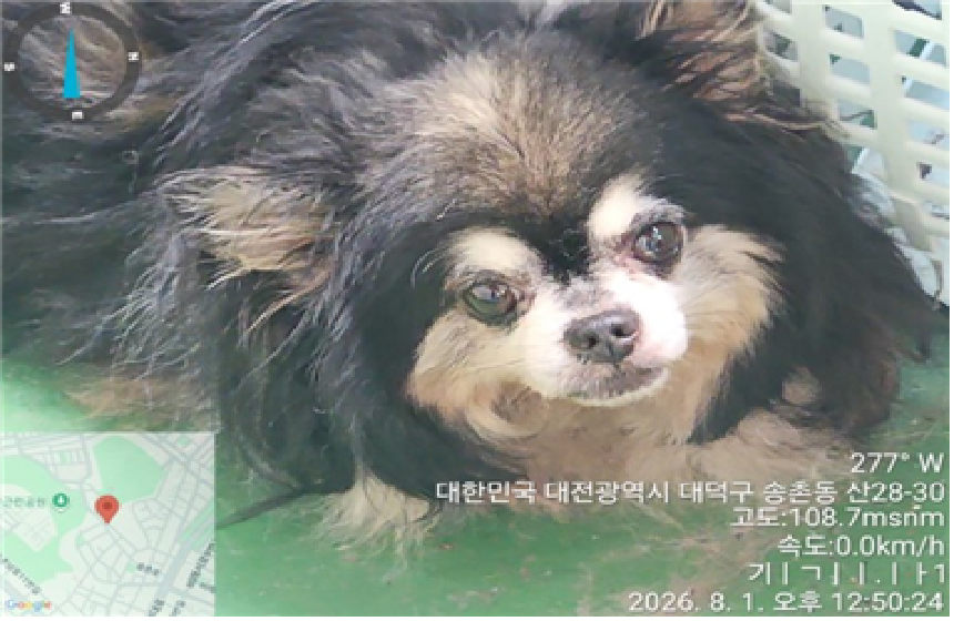 보호 중인 치와와