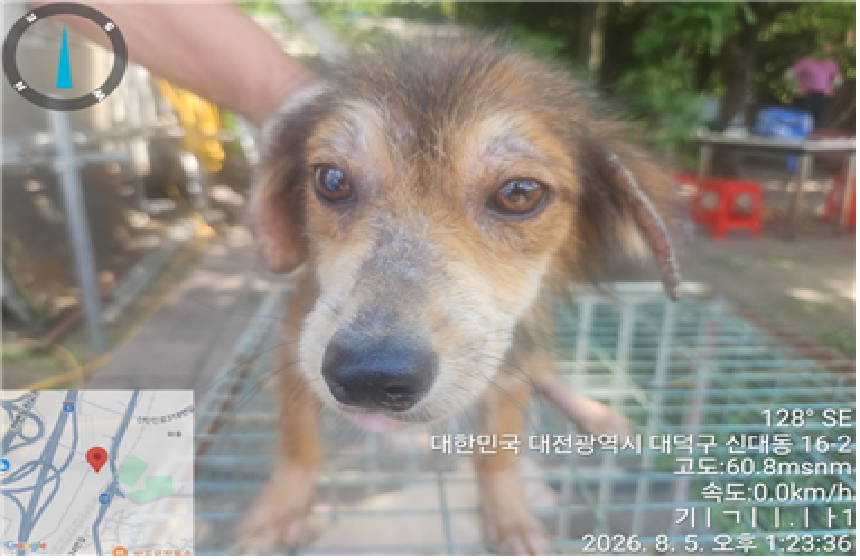 보호 중인 믹스견