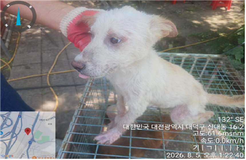 보호 중인 말티즈
