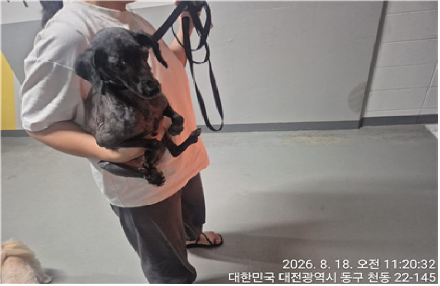 보호 중인 푸들