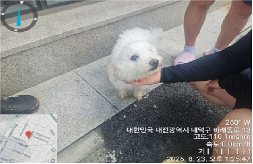보호 중인 비숑 프리제