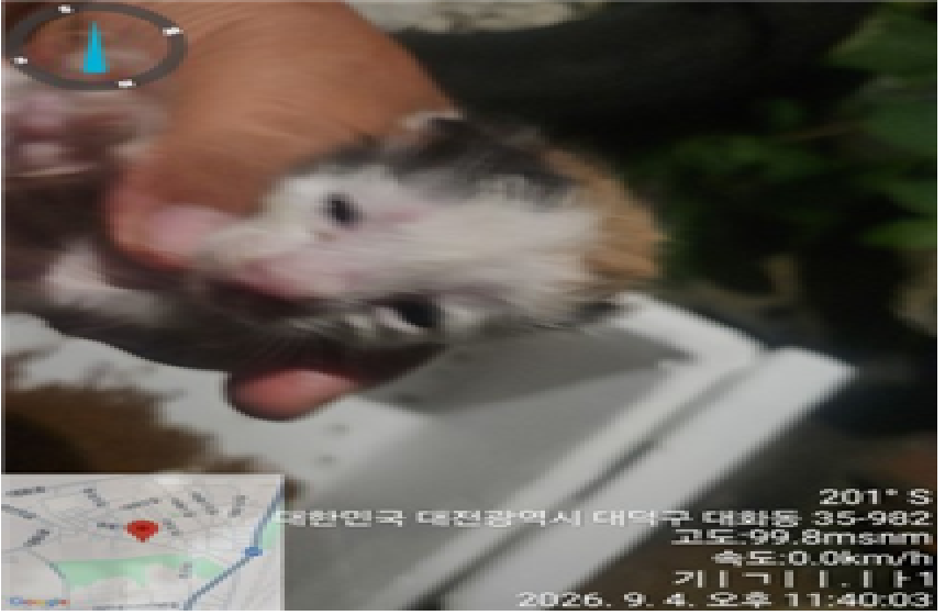 보호 중인 한국 고양이