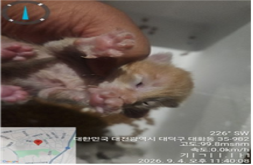 보호 중인 한국 고양이