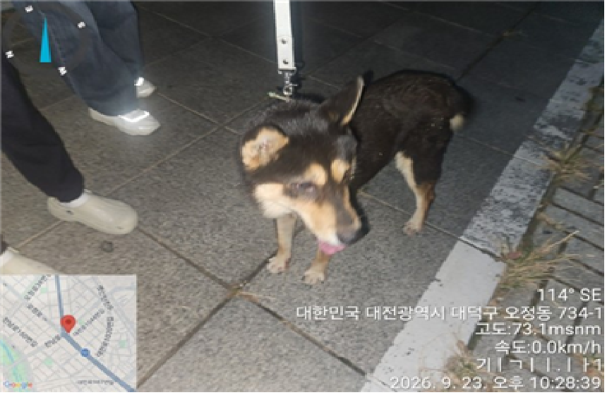 보호 중인 진도견