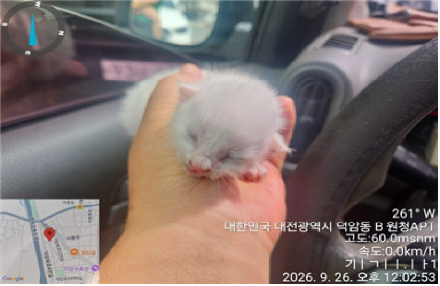 보호 중인 한국 고양이