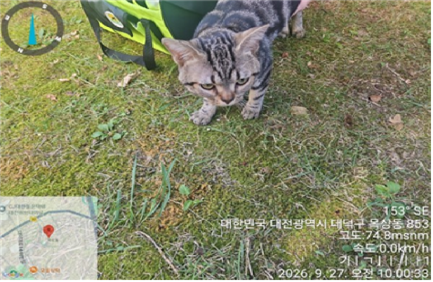 보호 중인 한국 고양이