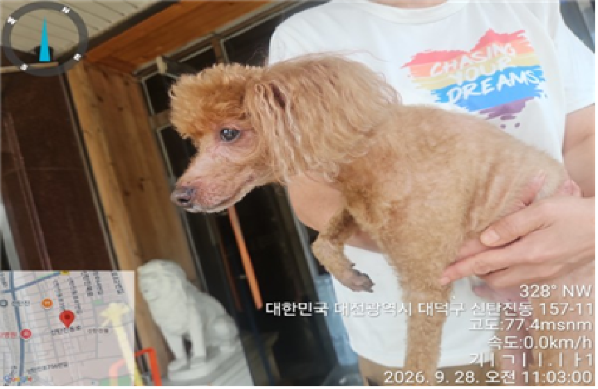 보호 중인 푸들