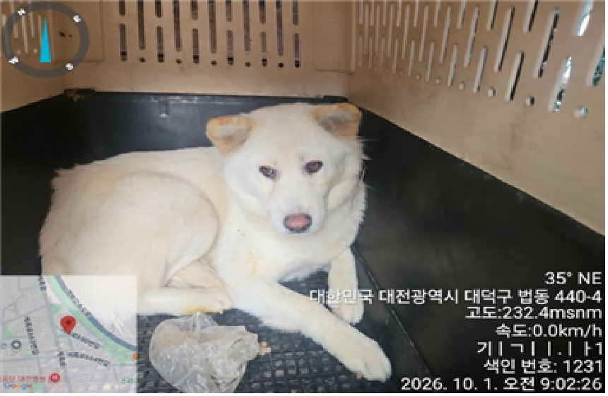 보호 중인 진도견