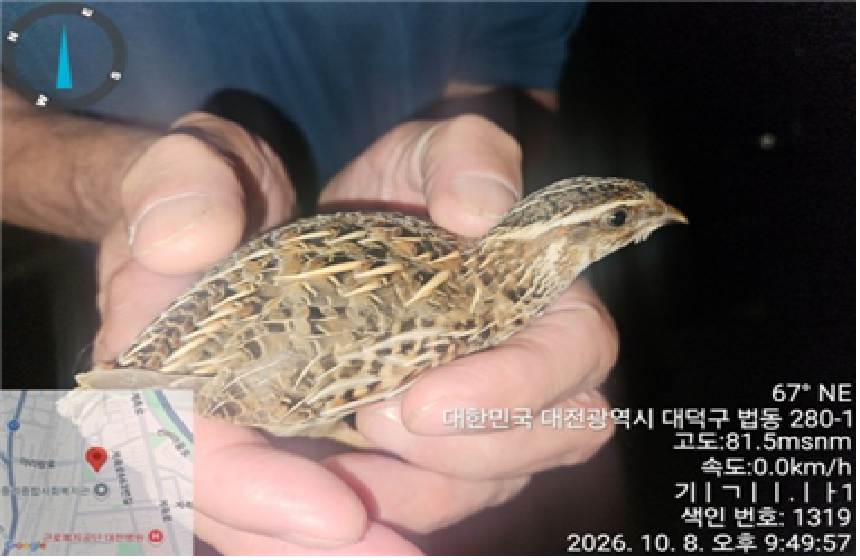 보호 중인 메추리