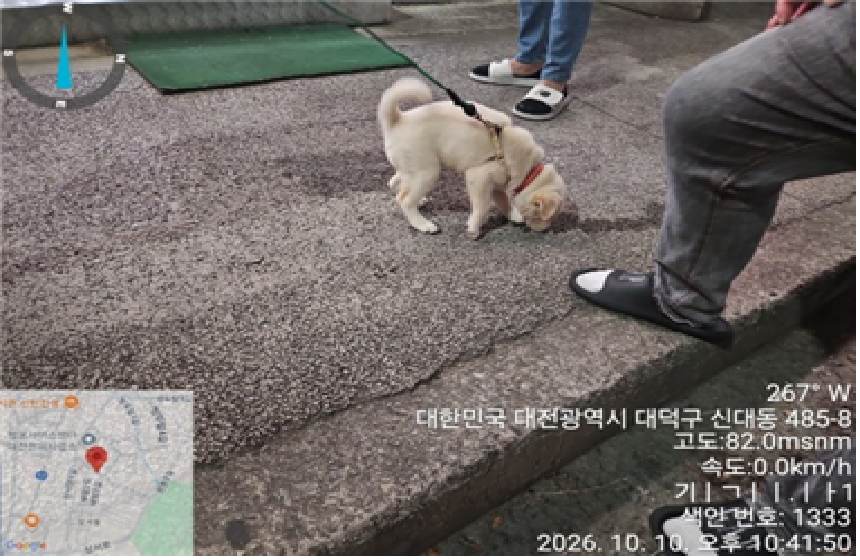 보호 중인 믹스견