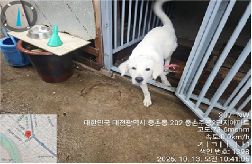 보호 중인 믹스견