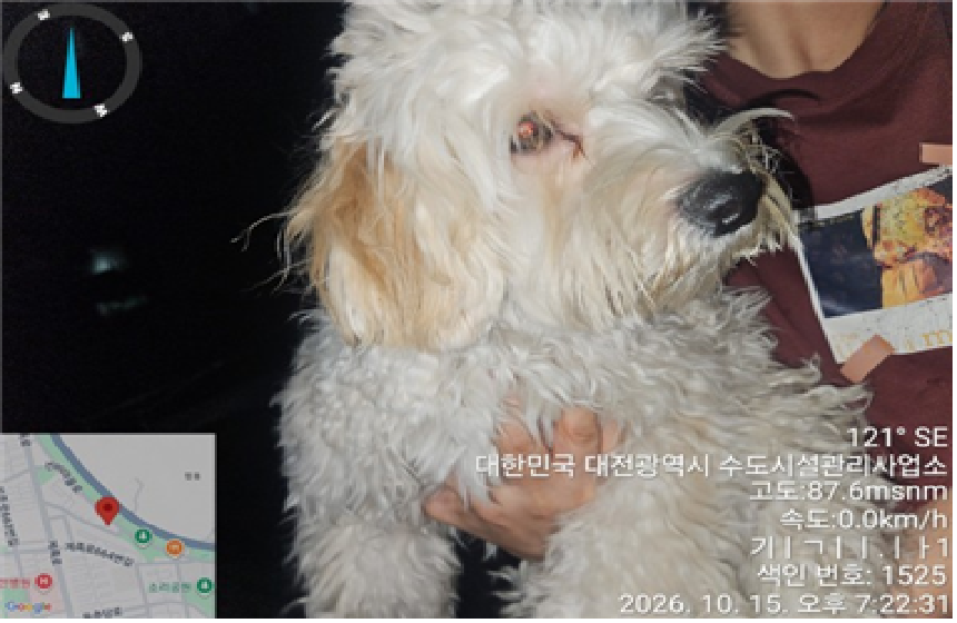 보호 중인 믹스견