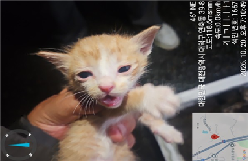 보호 중인 한국 고양이