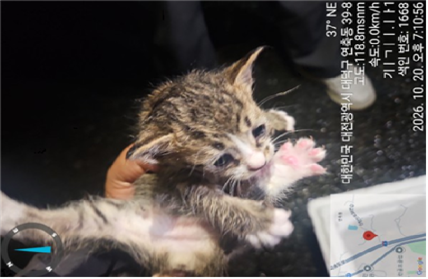 보호 중인 한국 고양이