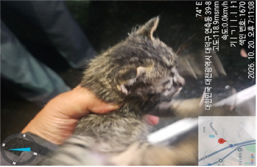 보호 중인 한국 고양이