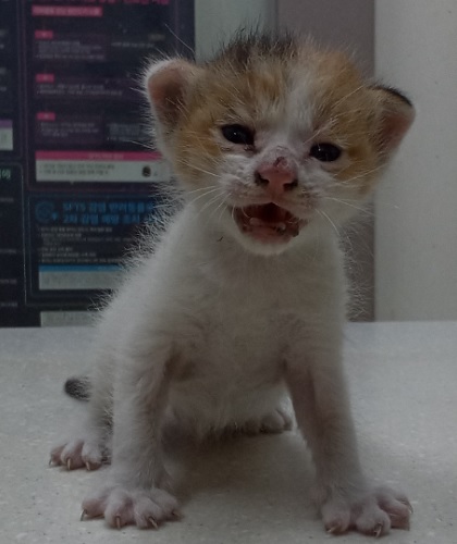 보호 중인 한국 고양이