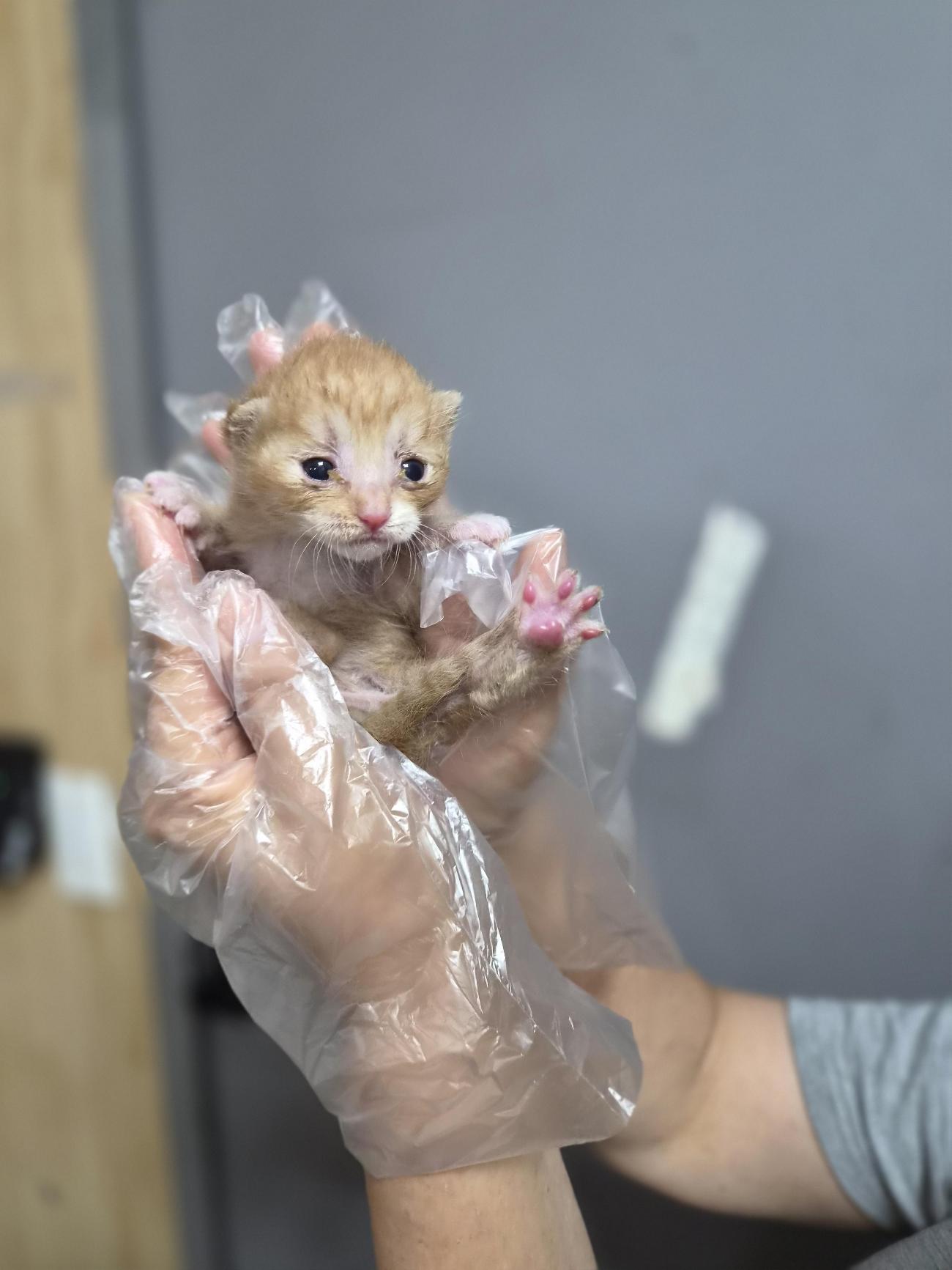 보호 중인 한국 고양이