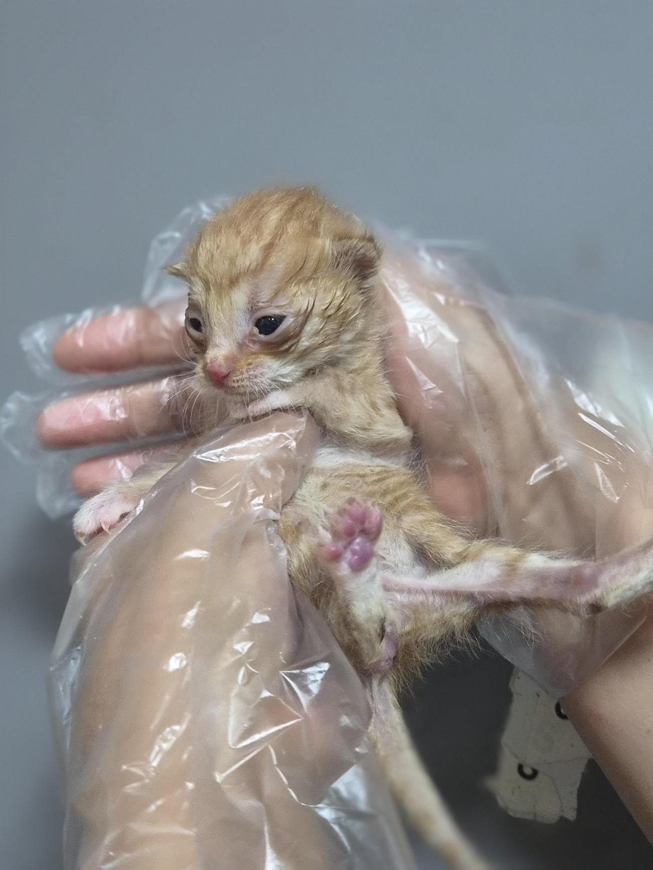 보호 중인 한국 고양이