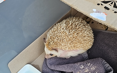 보호 중인 고슴도치