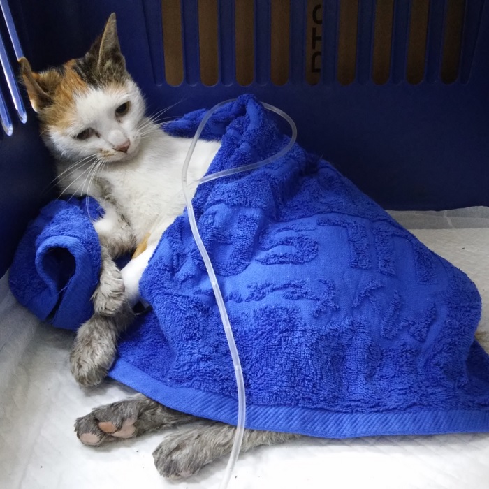 보호 중인 한국 고양이