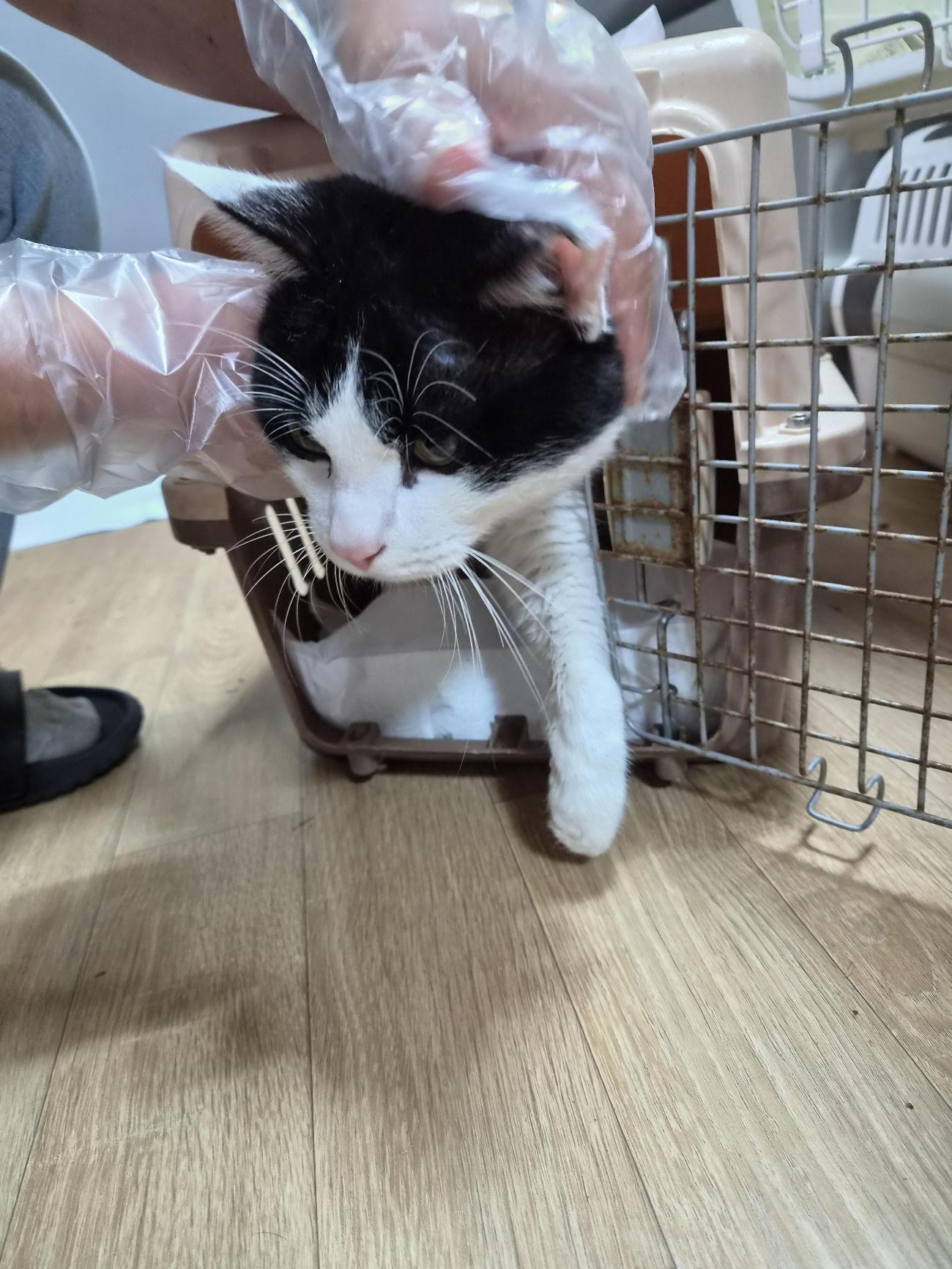 보호 중인 한국 고양이