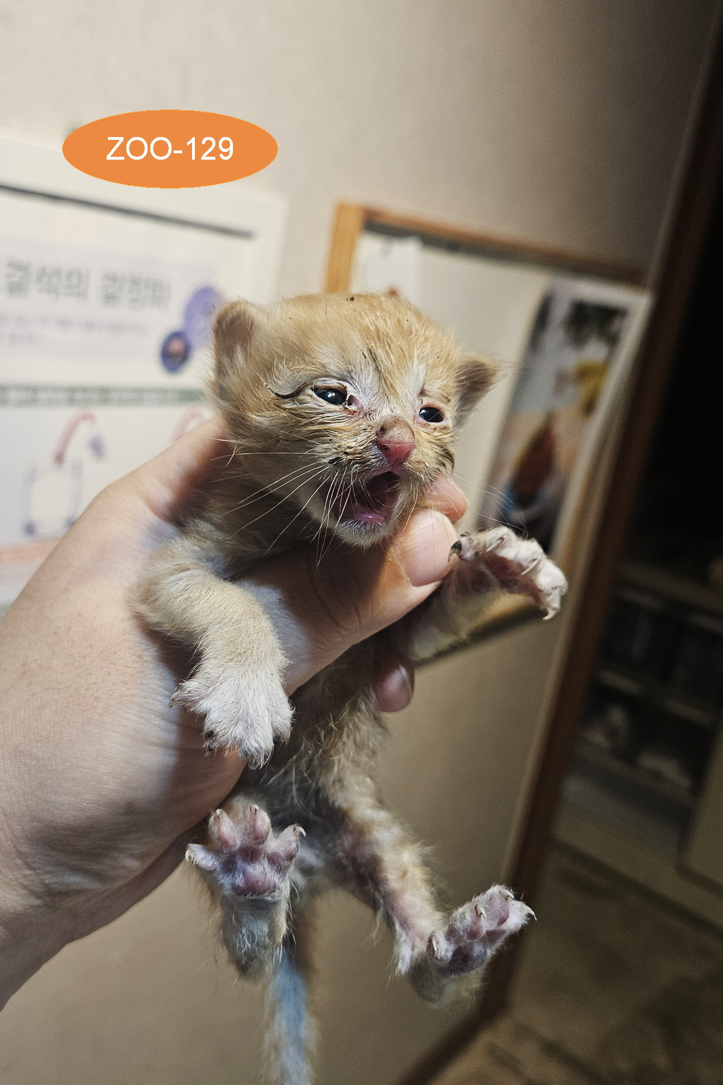 보호 중인 한국 고양이