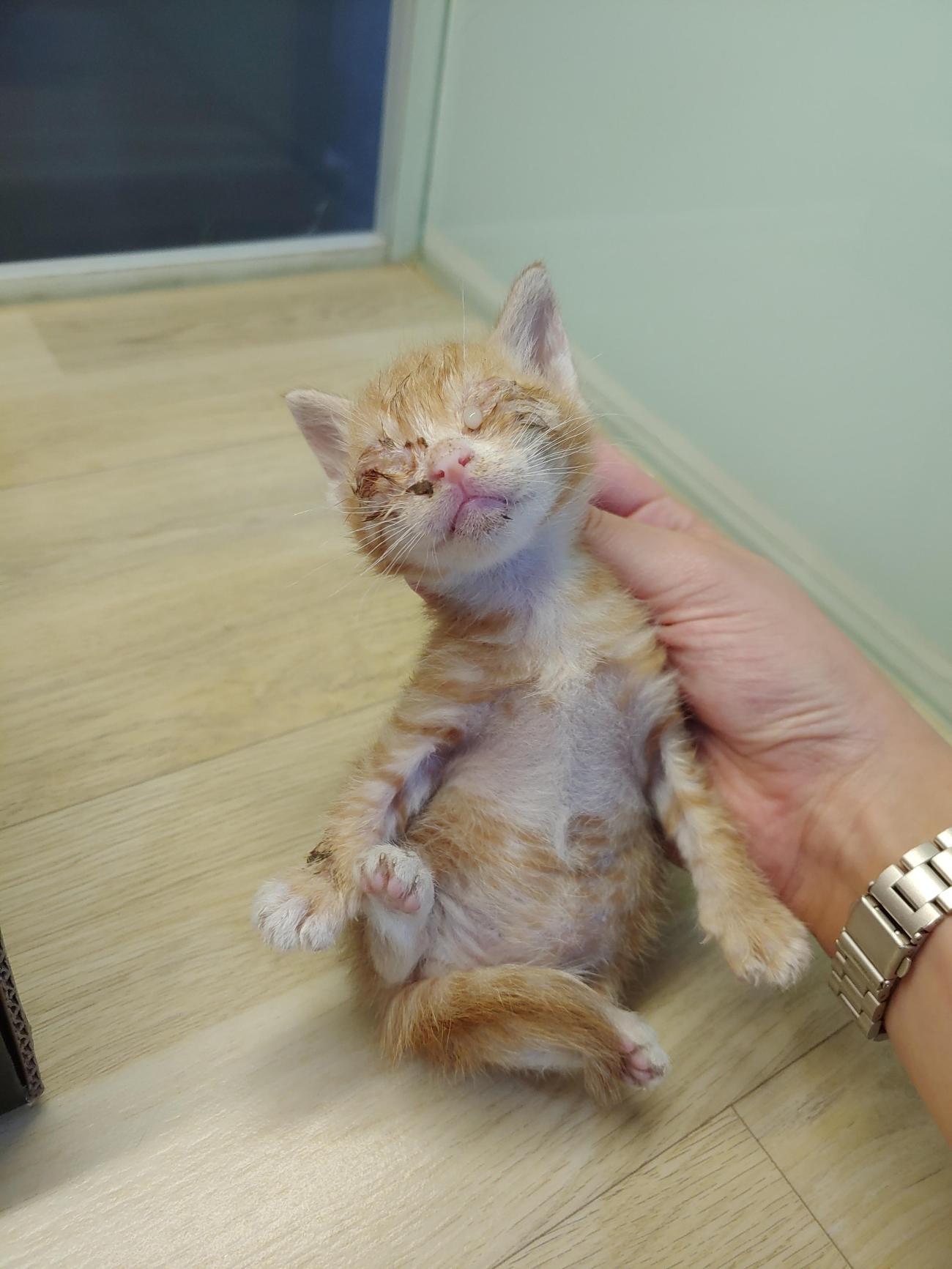 보호 중인 한국 고양이