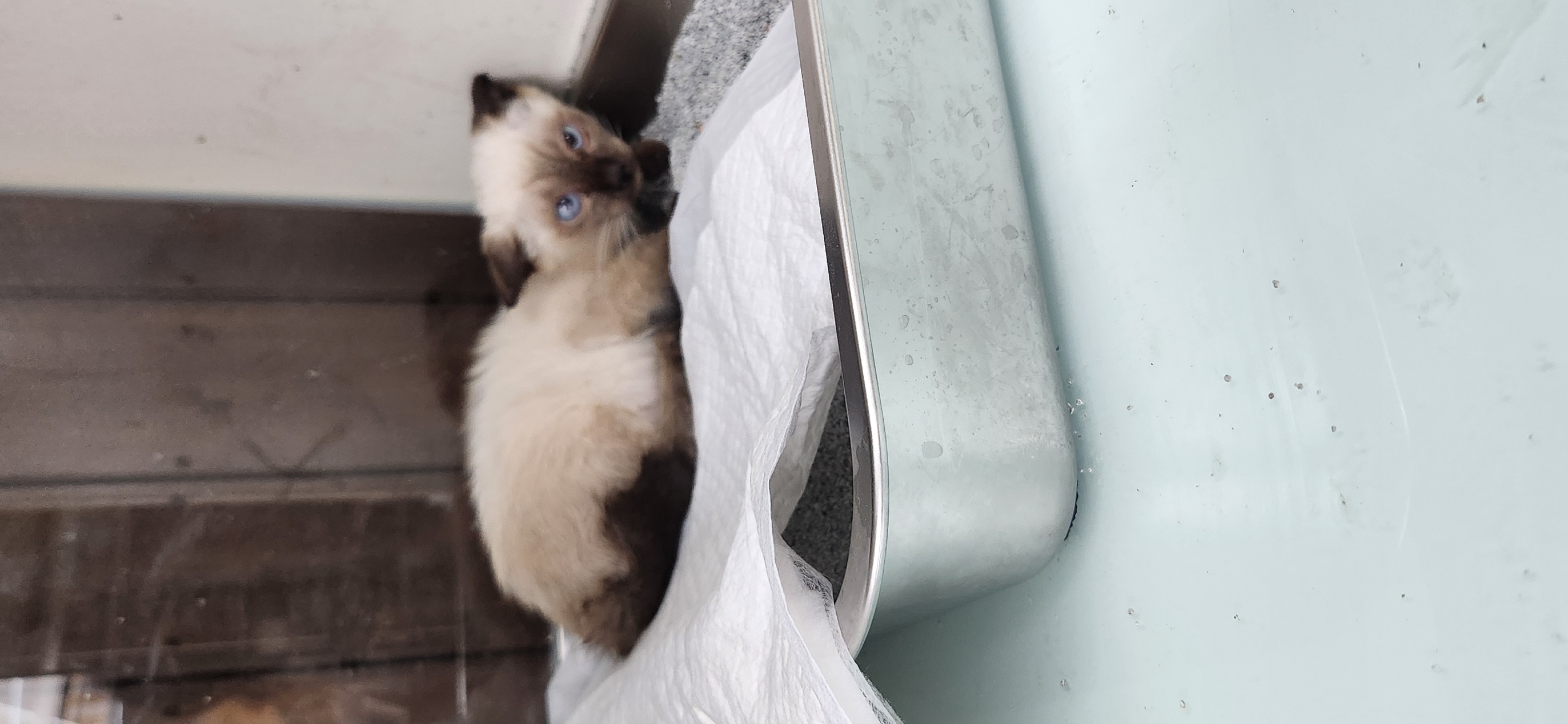 보호 중인 샴
