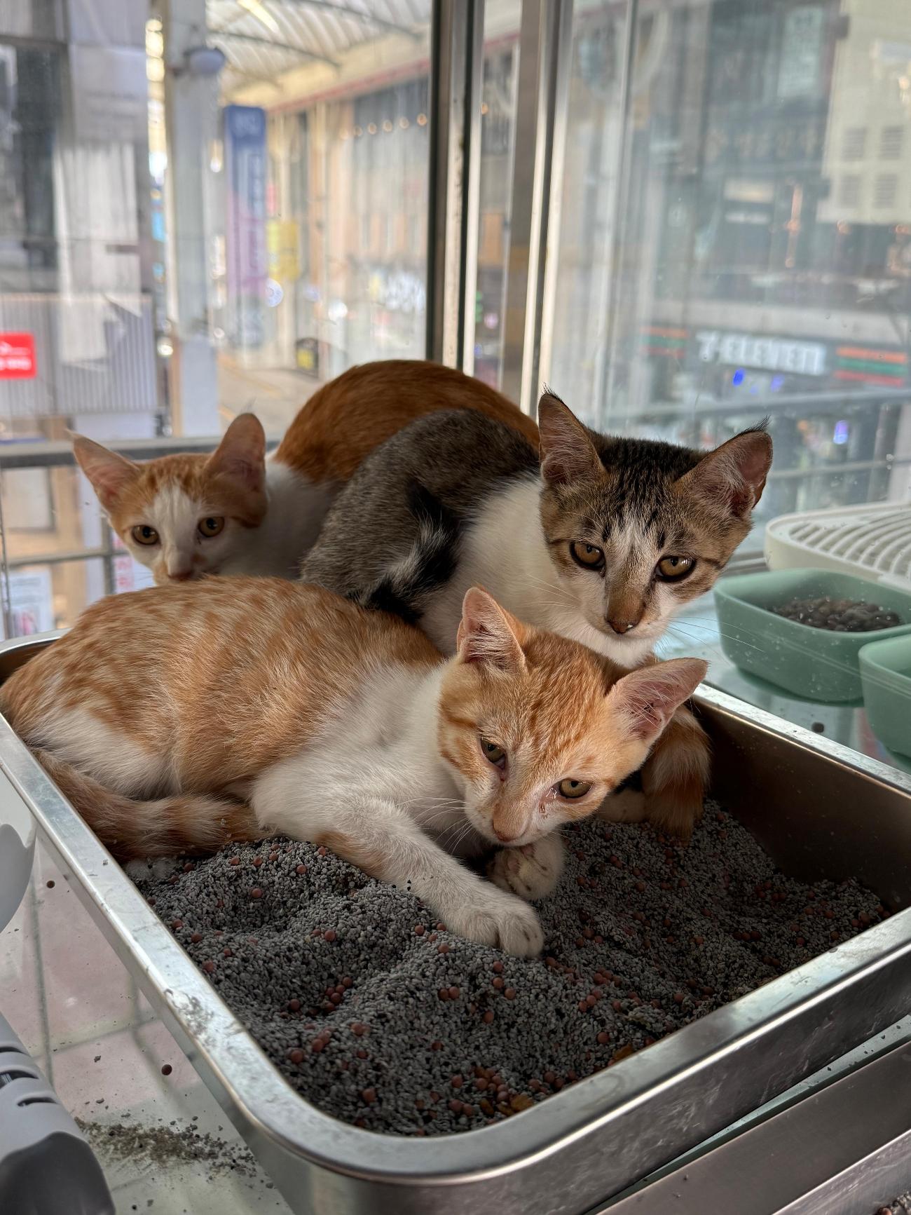 보호 중인 한국 고양이