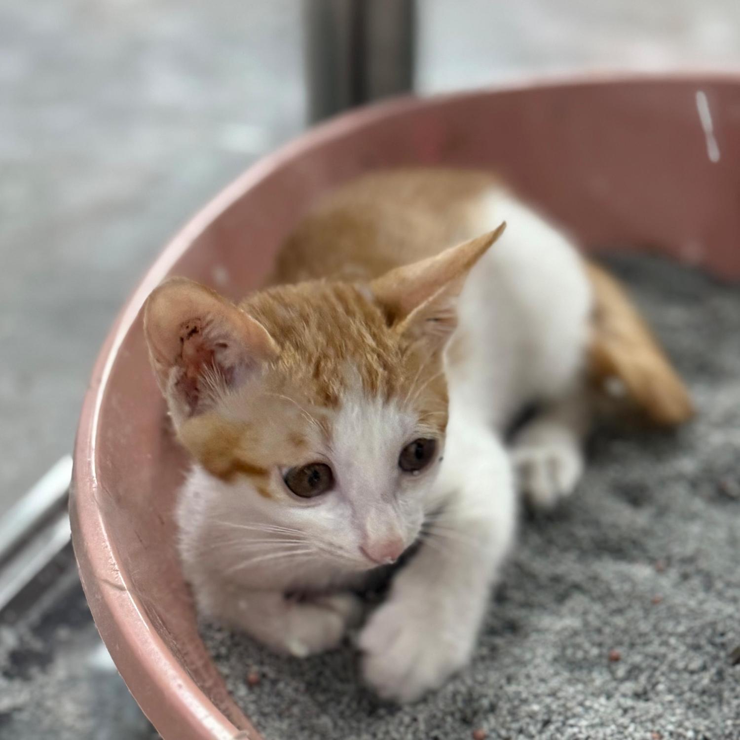 보호 중인 한국 고양이