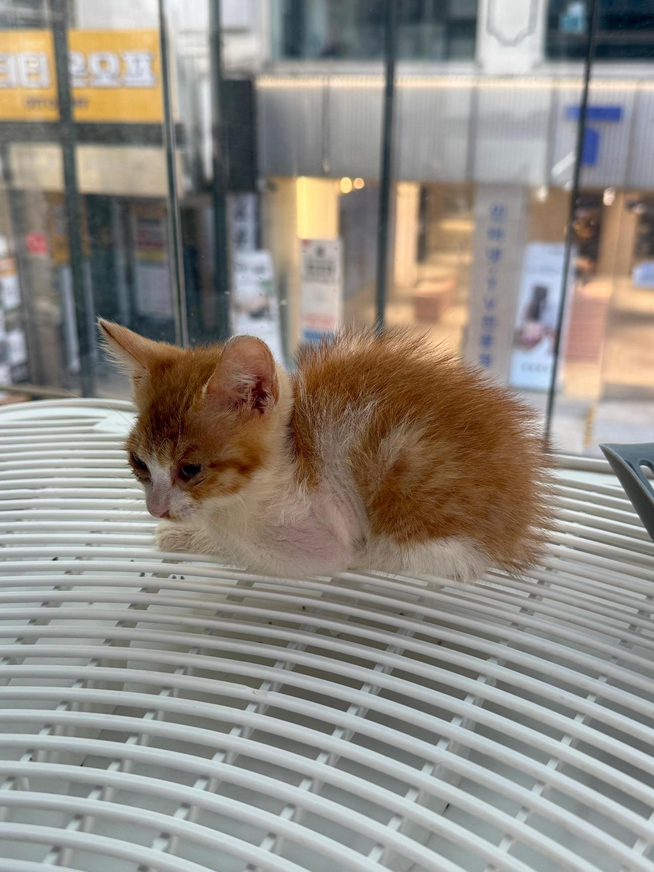 보호 중인 한국 고양이