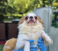 보호 중인 치와와