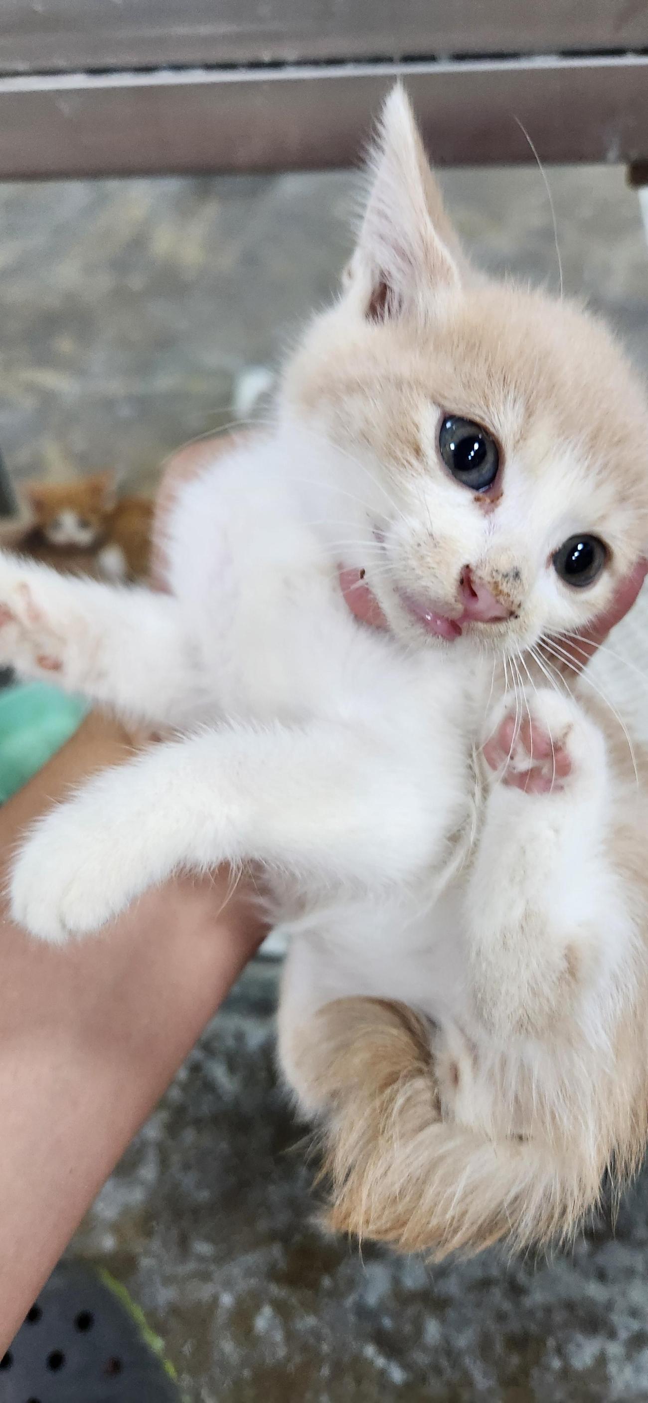 보호 중인 한국 고양이