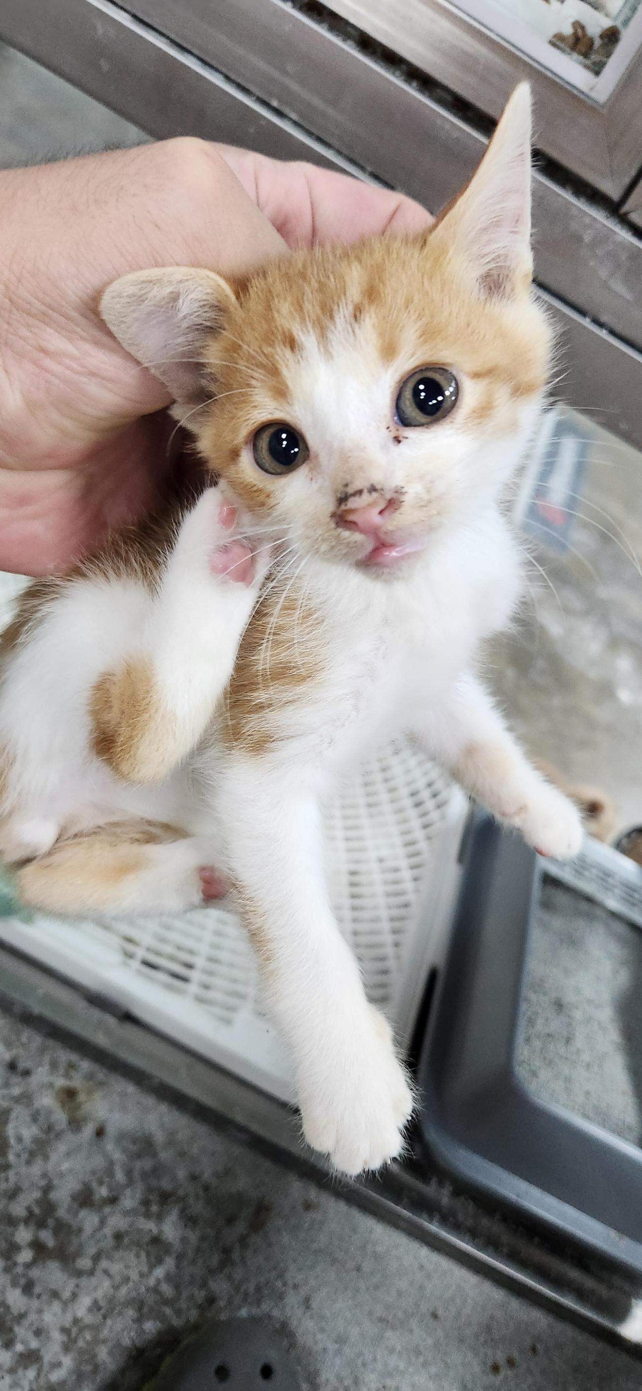 보호 중인 한국 고양이