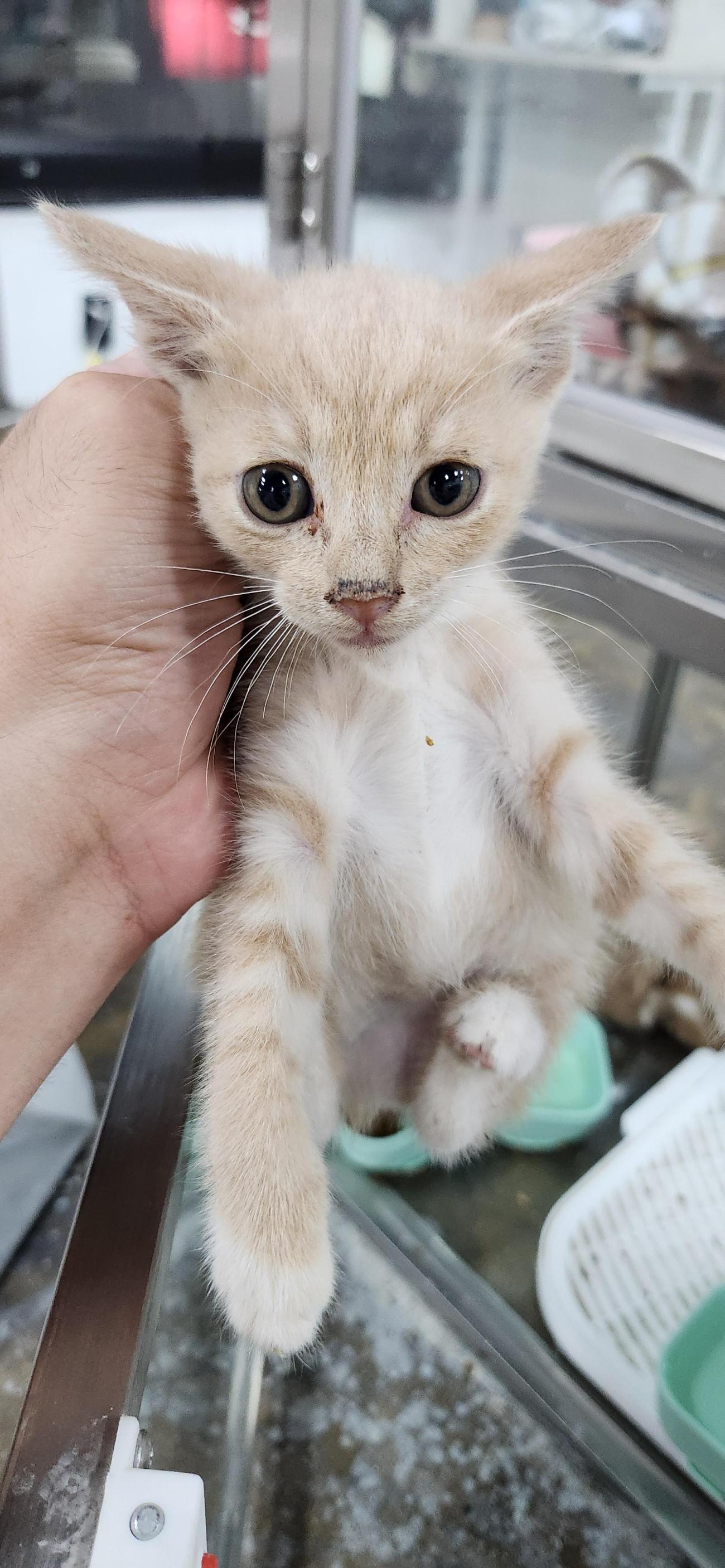 보호 중인 한국 고양이