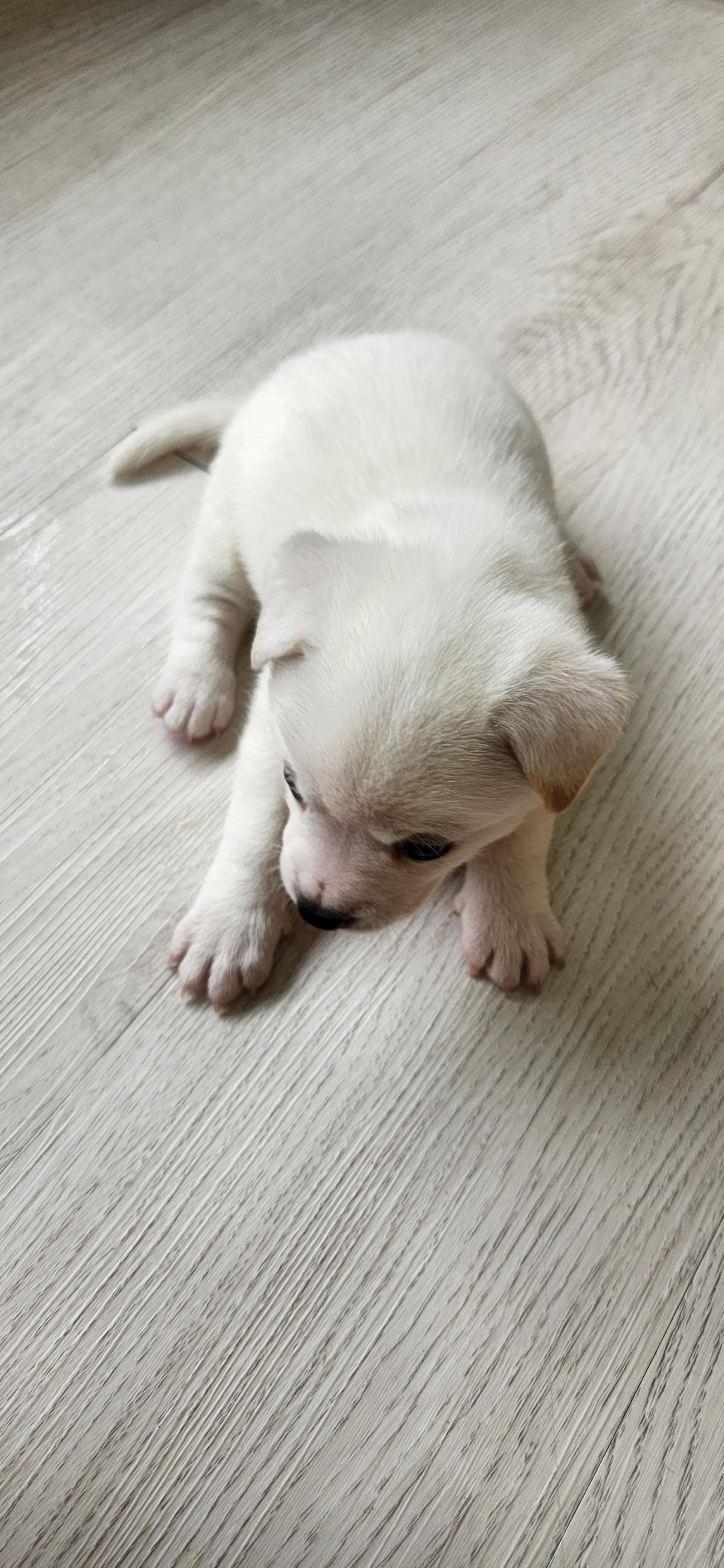보호 중인 믹스견